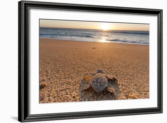 Olive Ridley Turtle Hatchling, Baja, Mexico-Paul Souders-Framed Photographic Print