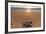 Olive Ridley Turtle Hatchling, Baja, Mexico-Paul Souders-Framed Photographic Print