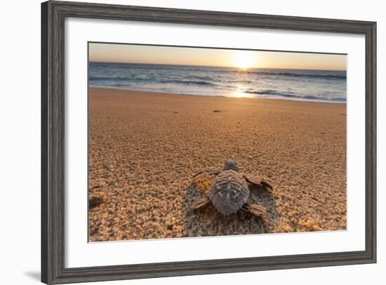 Olive Ridley Turtle Hatchling, Baja, Mexico-Paul Souders-Framed Photographic Print