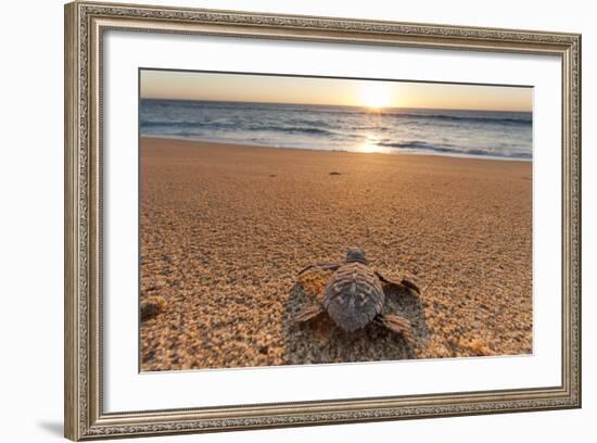 Olive Ridley Turtle Hatchling, Baja, Mexico-Paul Souders-Framed Photographic Print