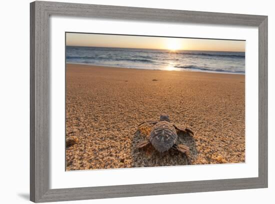 Olive Ridley Turtle Hatchling, Baja, Mexico-Paul Souders-Framed Photographic Print