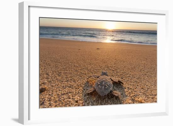 Olive Ridley Turtle Hatchling, Baja, Mexico-Paul Souders-Framed Photographic Print