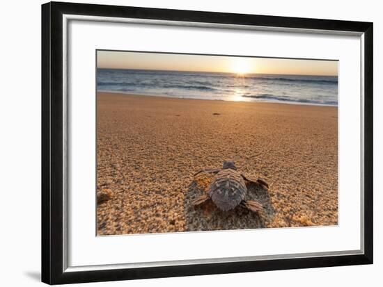 Olive Ridley Turtle Hatchling, Baja, Mexico-Paul Souders-Framed Photographic Print