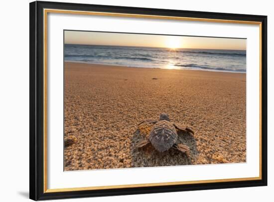 Olive Ridley Turtle Hatchling, Baja, Mexico-Paul Souders-Framed Photographic Print