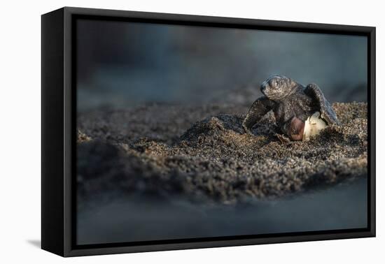 Olive ridley turtle hatchling emerging from egg, Mexico-Tui De Roy-Framed Premier Image Canvas