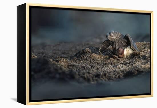 Olive ridley turtle hatchling emerging from egg, Mexico-Tui De Roy-Framed Premier Image Canvas