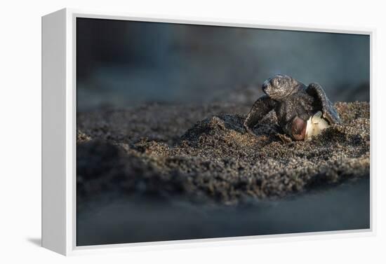 Olive ridley turtle hatchling emerging from egg, Mexico-Tui De Roy-Framed Premier Image Canvas