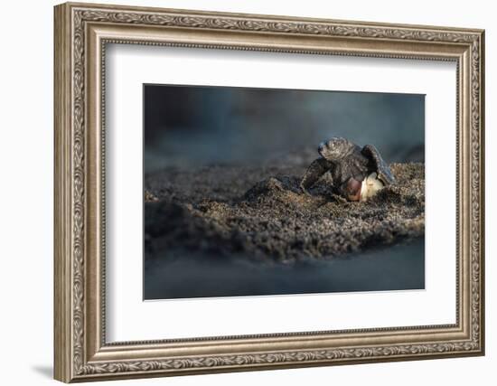 Olive ridley turtle hatchling emerging from egg, Mexico-Tui De Roy-Framed Photographic Print