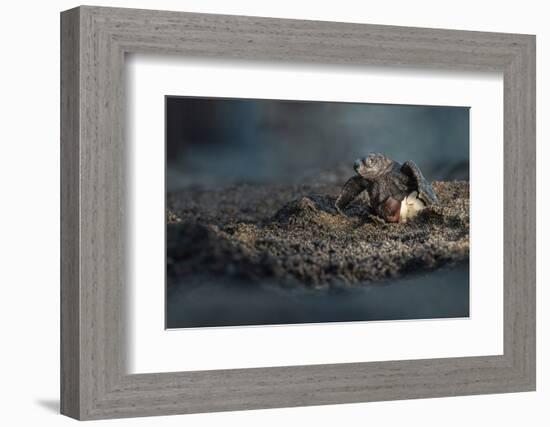 Olive ridley turtle hatchling emerging from egg, Mexico-Tui De Roy-Framed Photographic Print