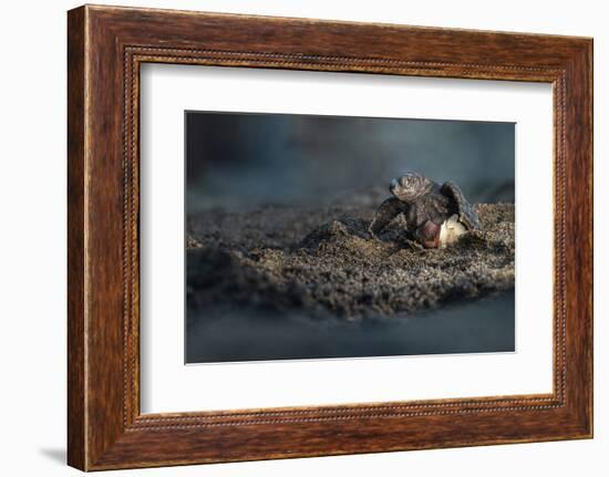 Olive ridley turtle hatchling emerging from egg, Mexico-Tui De Roy-Framed Photographic Print