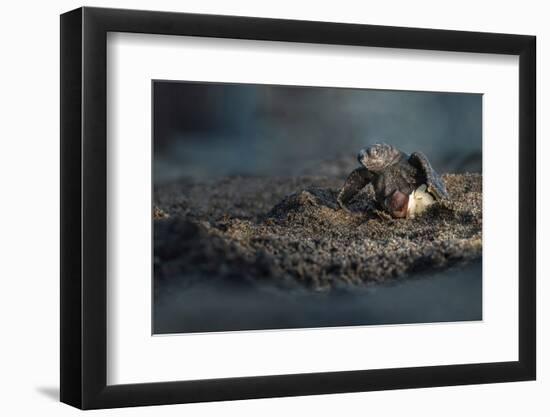 Olive ridley turtle hatchling emerging from egg, Mexico-Tui De Roy-Framed Photographic Print