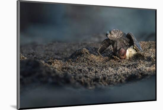 Olive ridley turtle hatchling emerging from egg, Mexico-Tui De Roy-Mounted Photographic Print