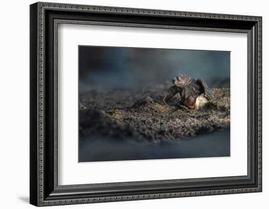 Olive ridley turtle hatchling emerging from egg, Mexico-Tui De Roy-Framed Photographic Print