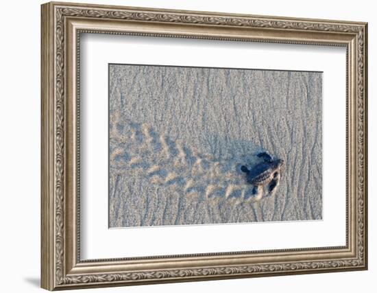 olive ridley turtle hatchling walking towards pacific ocean-claudio contreras-Framed Photographic Print