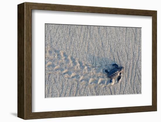 olive ridley turtle hatchling walking towards pacific ocean-claudio contreras-Framed Photographic Print