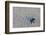 olive ridley turtle hatchling walking towards pacific ocean-claudio contreras-Framed Photographic Print