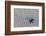 olive ridley turtle hatchling walking towards pacific ocean-claudio contreras-Framed Photographic Print