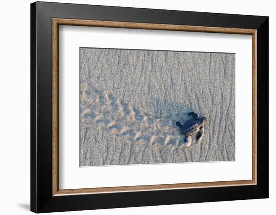 olive ridley turtle hatchling walking towards pacific ocean-claudio contreras-Framed Photographic Print