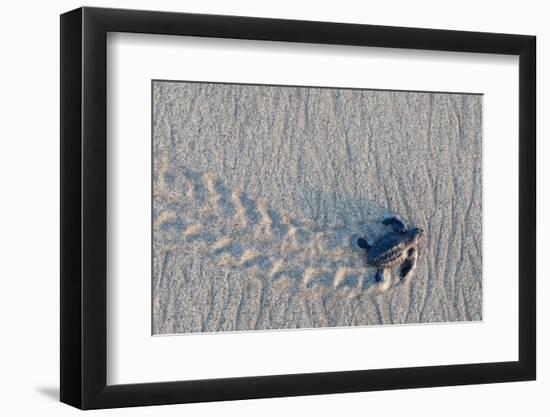 olive ridley turtle hatchling walking towards pacific ocean-claudio contreras-Framed Photographic Print