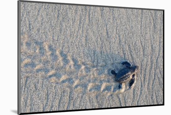 olive ridley turtle hatchling walking towards pacific ocean-claudio contreras-Mounted Photographic Print