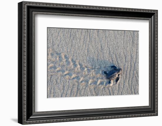 olive ridley turtle hatchling walking towards pacific ocean-claudio contreras-Framed Photographic Print