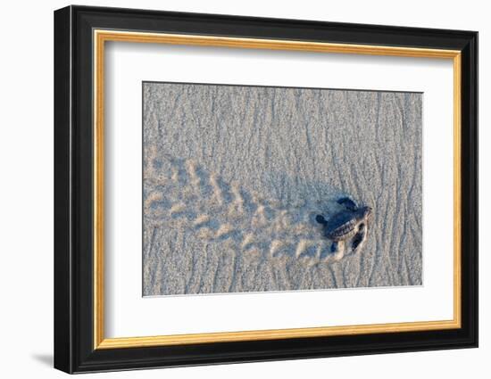 olive ridley turtle hatchling walking towards pacific ocean-claudio contreras-Framed Photographic Print