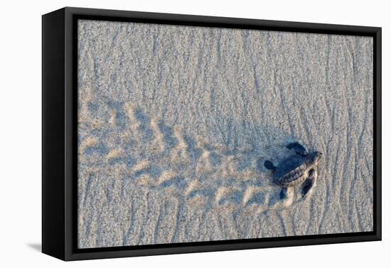 olive ridley turtle hatchling walking towards pacific ocean-claudio contreras-Framed Premier Image Canvas