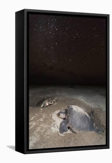 olive ridley turtle laying eggs in sand under starry night, mexico-claudio contreras-Framed Premier Image Canvas