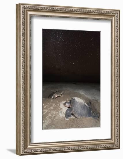 olive ridley turtle laying eggs in sand under starry night, mexico-claudio contreras-Framed Photographic Print