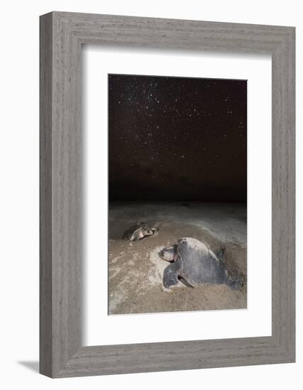 olive ridley turtle laying eggs in sand under starry night, mexico-claudio contreras-Framed Photographic Print