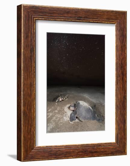 olive ridley turtle laying eggs in sand under starry night, mexico-claudio contreras-Framed Photographic Print