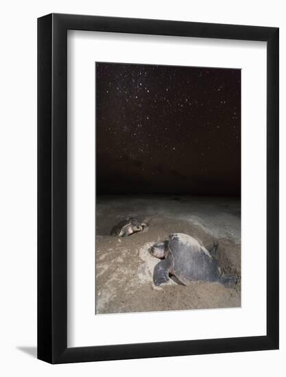 olive ridley turtle laying eggs in sand under starry night, mexico-claudio contreras-Framed Photographic Print