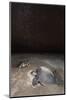 olive ridley turtle laying eggs in sand under starry night, mexico-claudio contreras-Mounted Photographic Print