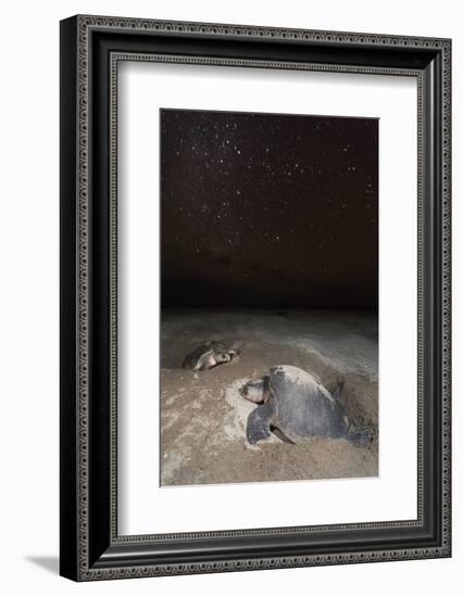 olive ridley turtle laying eggs in sand under starry night, mexico-claudio contreras-Framed Photographic Print