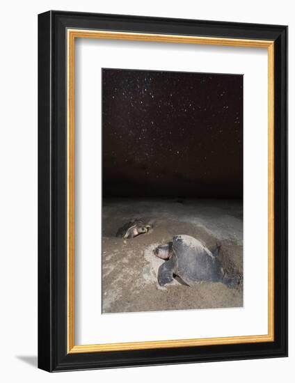 olive ridley turtle laying eggs in sand under starry night, mexico-claudio contreras-Framed Photographic Print