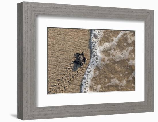 olive ridley turtle newborn hatchling arriving at pacific ocean-claudio contreras-Framed Photographic Print