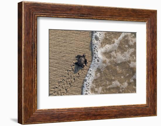 olive ridley turtle newborn hatchling arriving at pacific ocean-claudio contreras-Framed Photographic Print