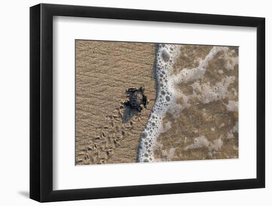 olive ridley turtle newborn hatchling arriving at pacific ocean-claudio contreras-Framed Photographic Print