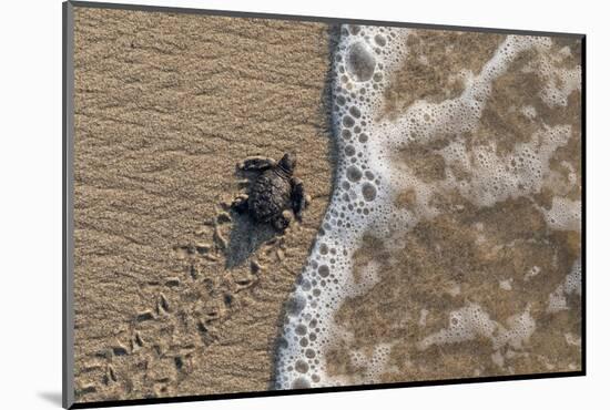 olive ridley turtle newborn hatchling arriving at pacific ocean-claudio contreras-Mounted Photographic Print
