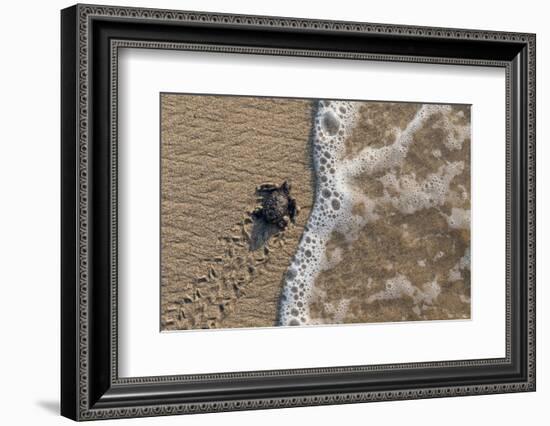 olive ridley turtle newborn hatchling arriving at pacific ocean-claudio contreras-Framed Photographic Print