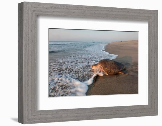 olive ridley turtle returning to ocean after mass nesting event-claudio contreras-Framed Photographic Print