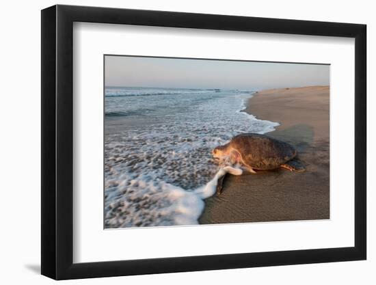 olive ridley turtle returning to ocean after mass nesting event-claudio contreras-Framed Photographic Print