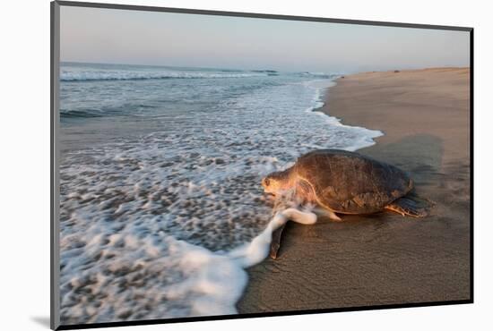 olive ridley turtle returning to ocean after mass nesting event-claudio contreras-Mounted Photographic Print