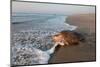 olive ridley turtle returning to ocean after mass nesting event-claudio contreras-Mounted Photographic Print