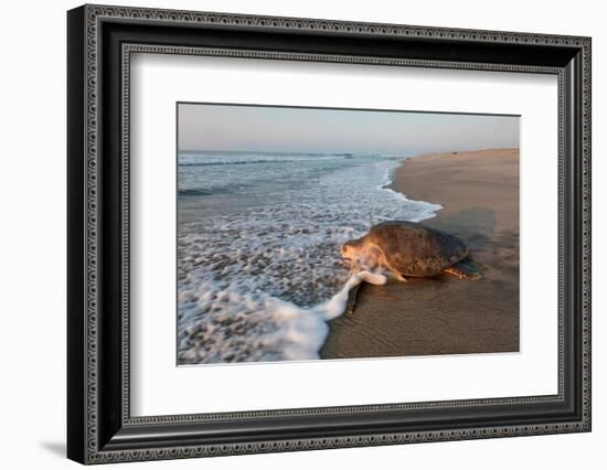 olive ridley turtle returning to ocean after mass nesting event-claudio contreras-Framed Photographic Print