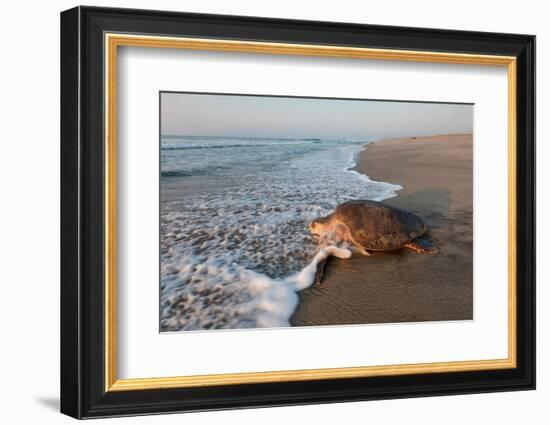 olive ridley turtle returning to ocean after mass nesting event-claudio contreras-Framed Photographic Print