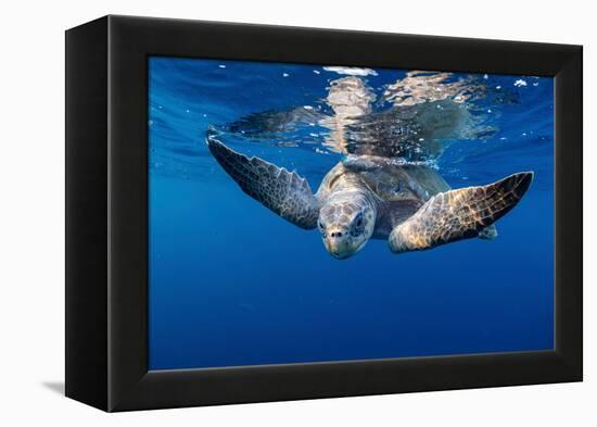 Olive ridley turtle swimming close to the surface, Mexico-Tui De Roy-Framed Premier Image Canvas