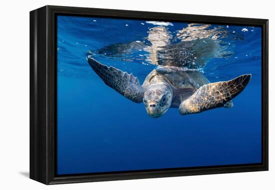 Olive ridley turtle swimming close to the surface, Mexico-Tui De Roy-Framed Premier Image Canvas