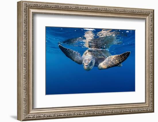 Olive ridley turtle swimming close to the surface, Mexico-Tui De Roy-Framed Photographic Print