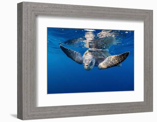 Olive ridley turtle swimming close to the surface, Mexico-Tui De Roy-Framed Photographic Print